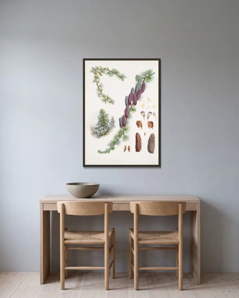 Larix Griffithii, H.f. & T. av Walter Hood Fitch inramad på en vägg