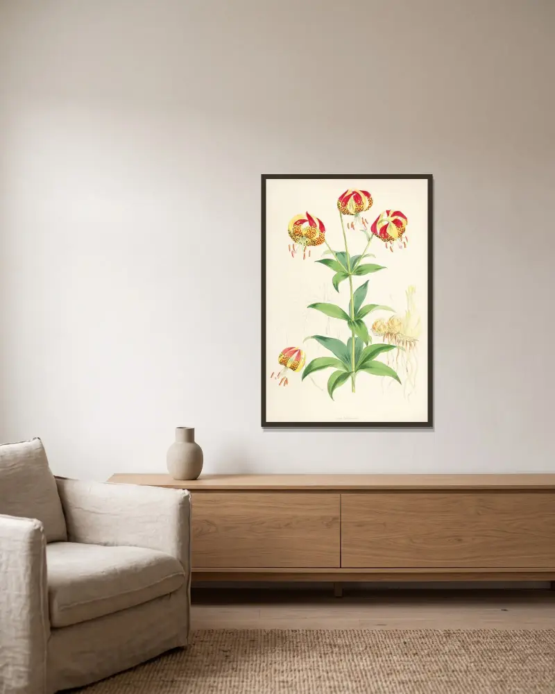 Lilium Californicum, Walter Hood Fitch v rámu na stěně