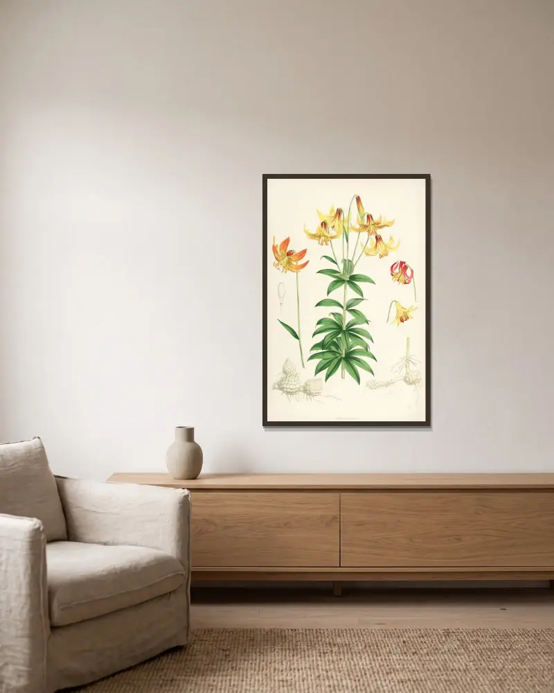 Lilium Canadense, Walter Hood Fitch v rámu na stěně
