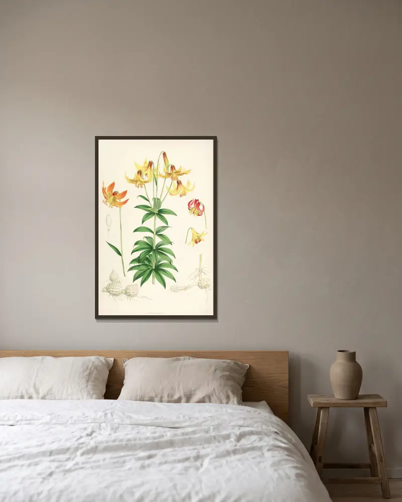 Lilium Canadense, Walter Hood Fitch v rámu na stěně