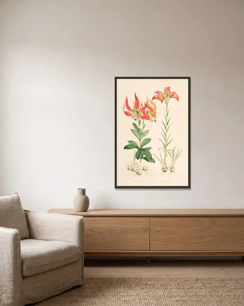Lilium Carolinianum, Walter Hood Fitch v rámu na stěně