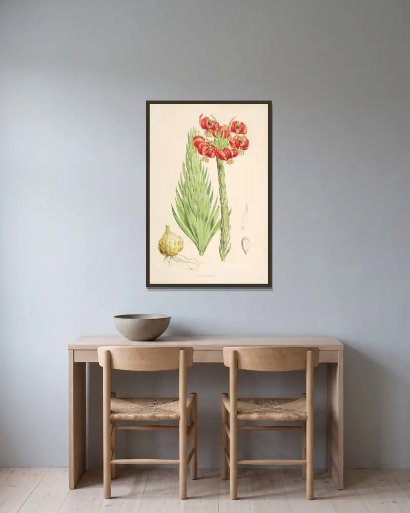 Lilium Chalcedonicum, Walter Hood Fitch v rámu na stěně