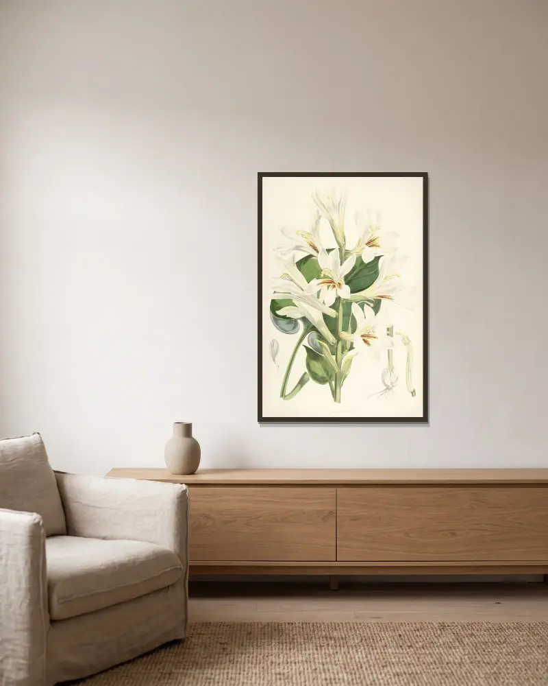 Lilium Cordifolium, Walter Hood Fitch v rámu na stěně