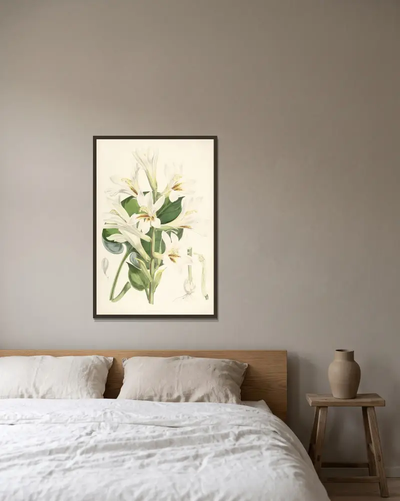 Lilium Cordifolium, Walter Hood Fitch v rámu na stěně