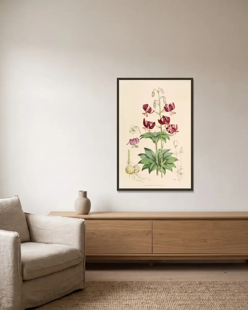 Lilium martagon var dalmaticum, Walter Hood Fitch v rámu na stěně