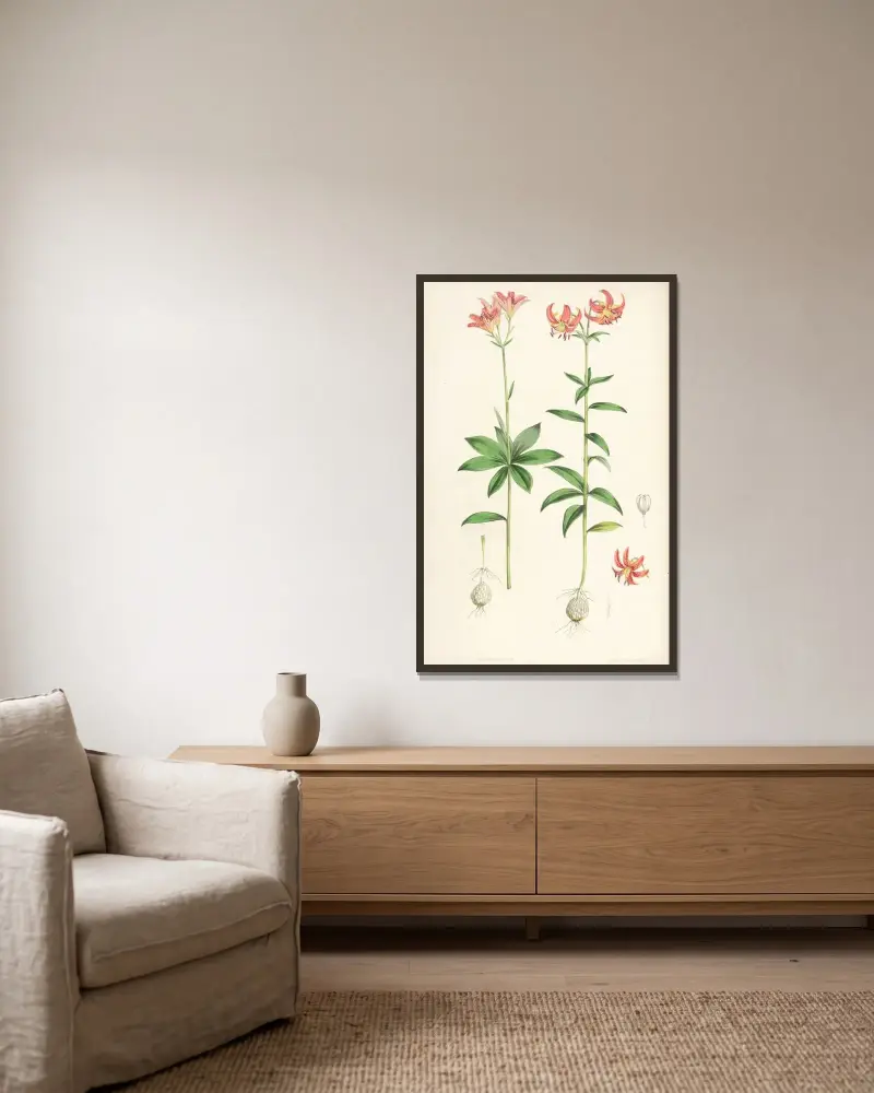 Lilium medeoloides, Walter Hood Fitch v rámu na stěně
