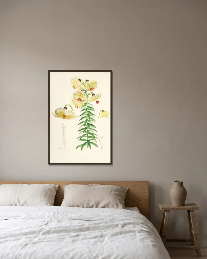 Lilium Monadelphum., Walter Hood Fitch v rámu na stěně