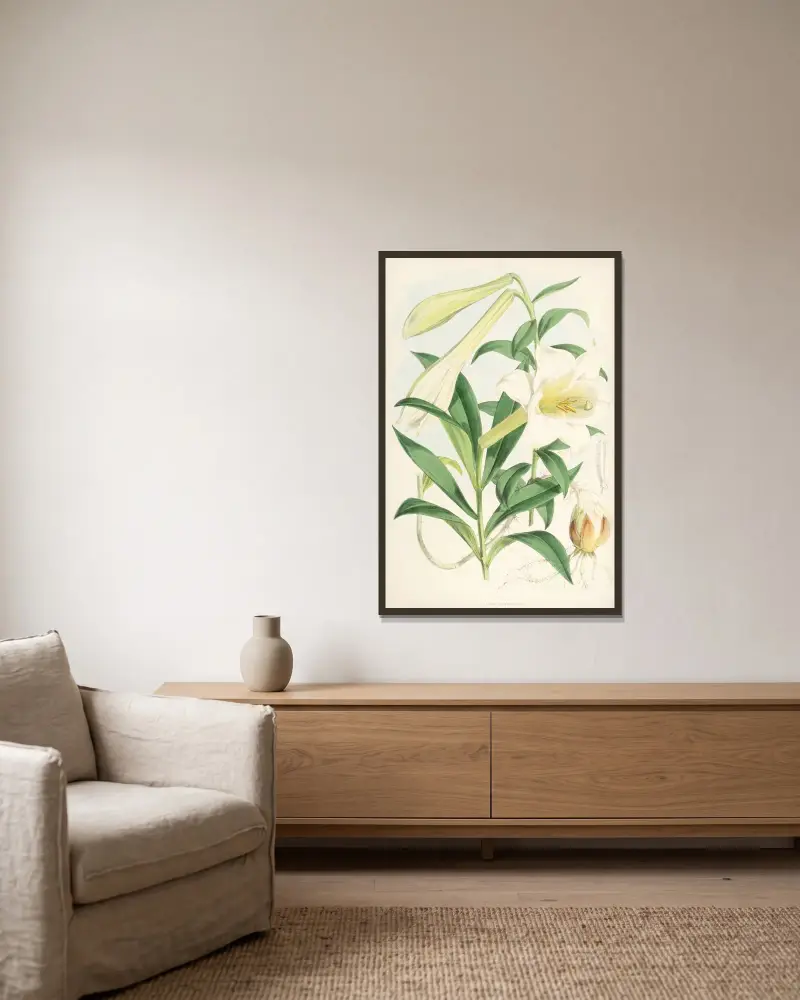 Lilium Neilgherriense, Walter Hood Fitch v rámu na stěně