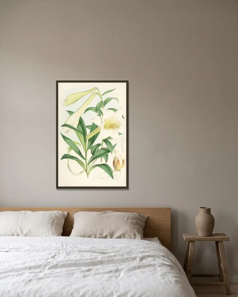 Lilium Neilgherriense, Walter Hood Fitch v rámu na stěně