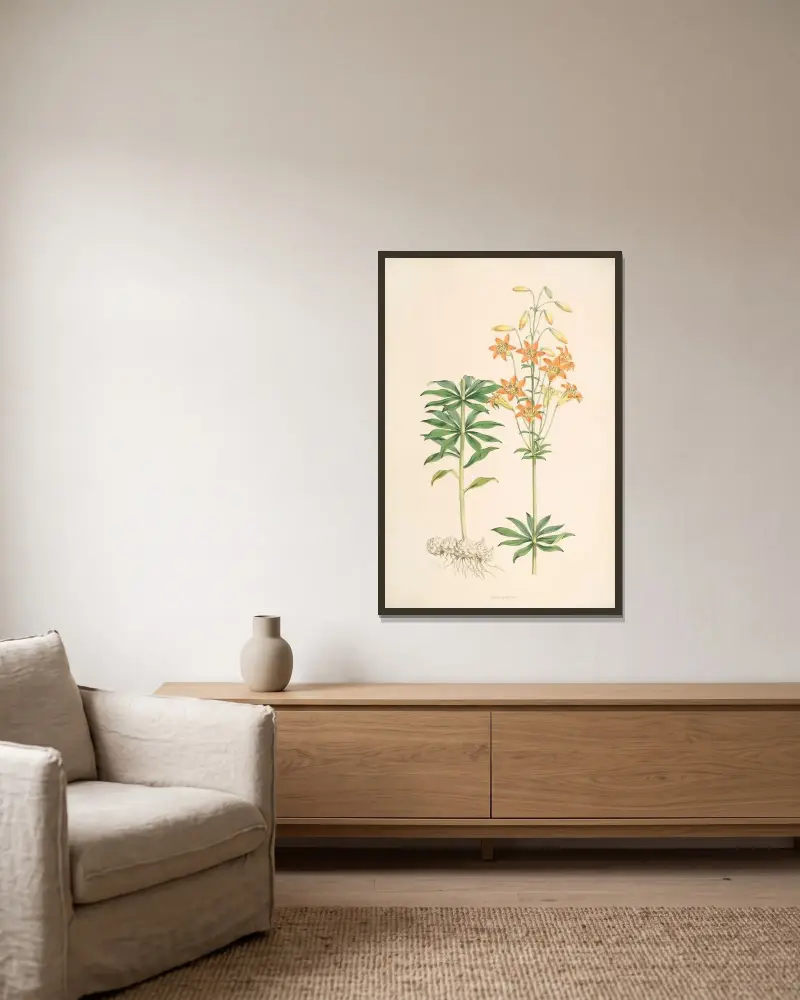Lilium parvum, Walter Hood Fitch v rámu na stěně