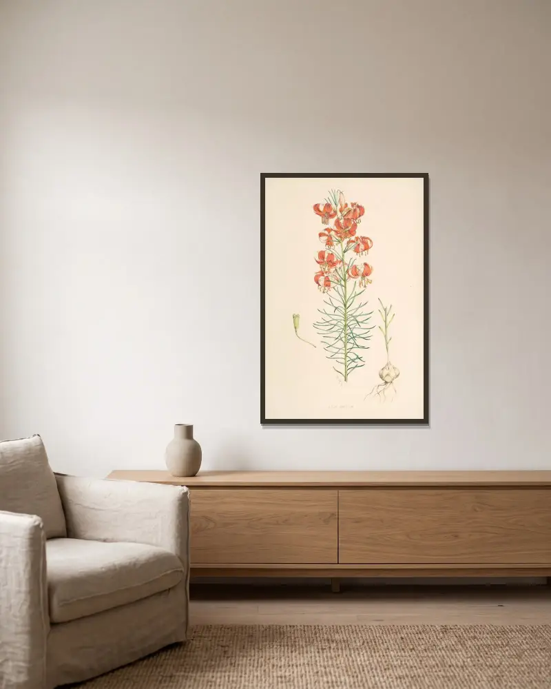 Lilium Tenuifolium, Walter Hood Fitch v rámu na stěně