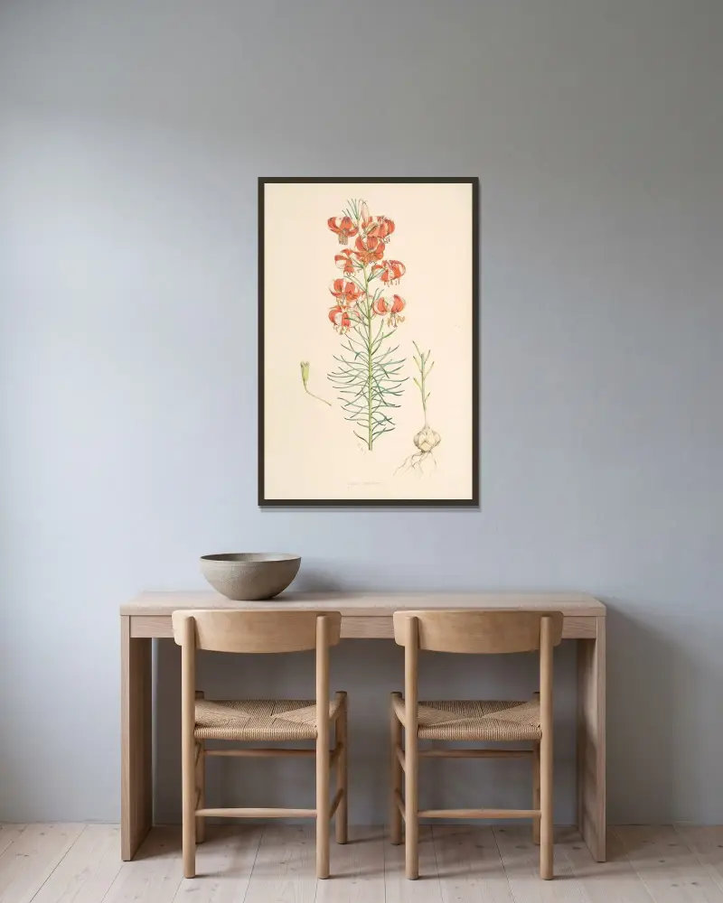 Lilium Tenuifolium, Walter Hood Fitch v rámu na stěně