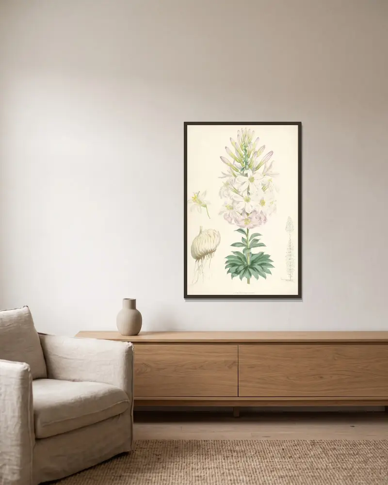 Lilium Washingtonianum, Walter Hood Fitch v rámu na stěně