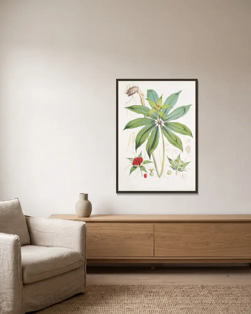 Paris Polyphylla, Smit. von Walter Hood Fitch gerahmt an einer Wand