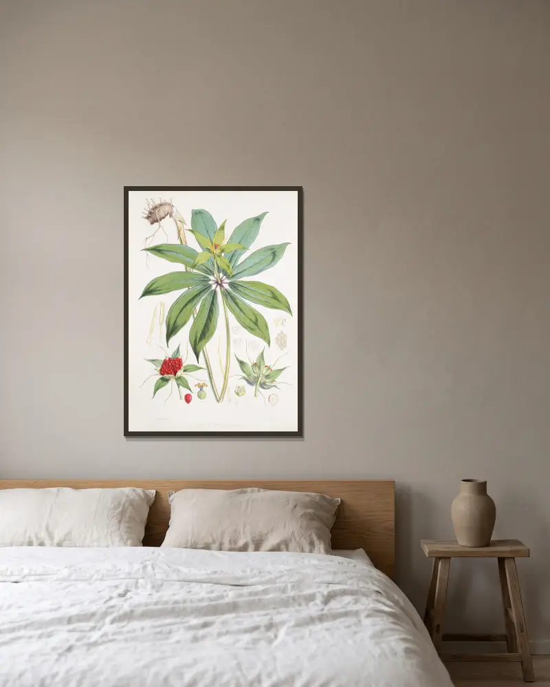 Paris Polyphylla, Smit. von Walter Hood Fitch gerahmt an einer Wand