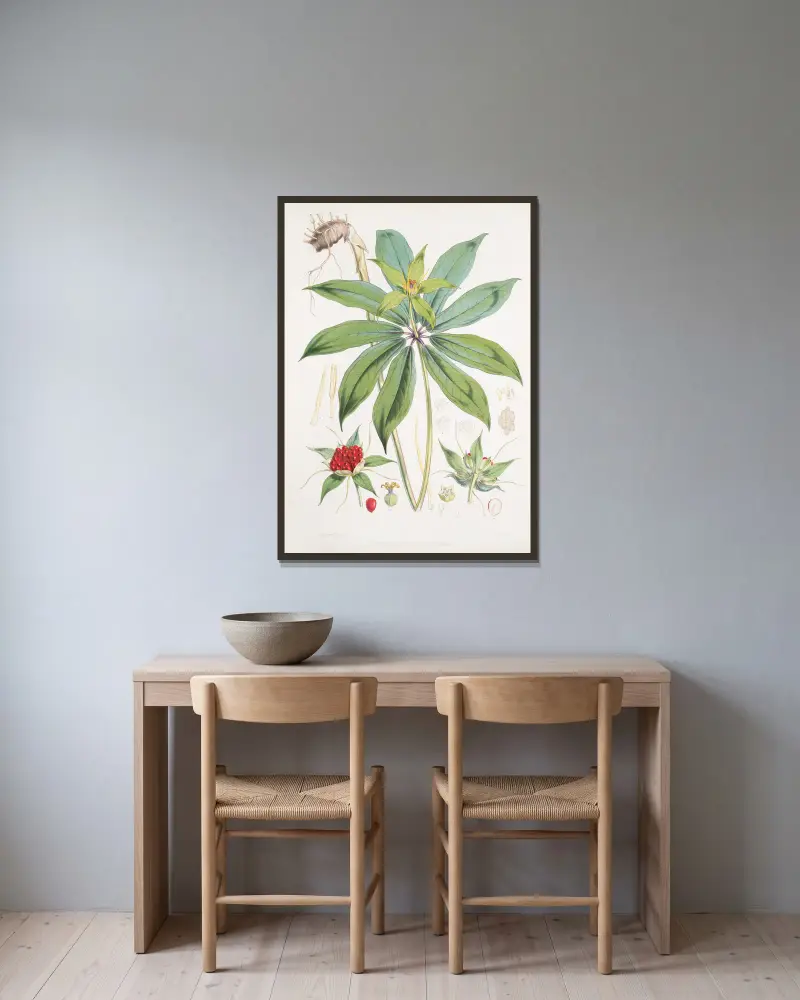 Paris Polyphylla, Smit. von Walter Hood Fitch gerahmt an einer Wand