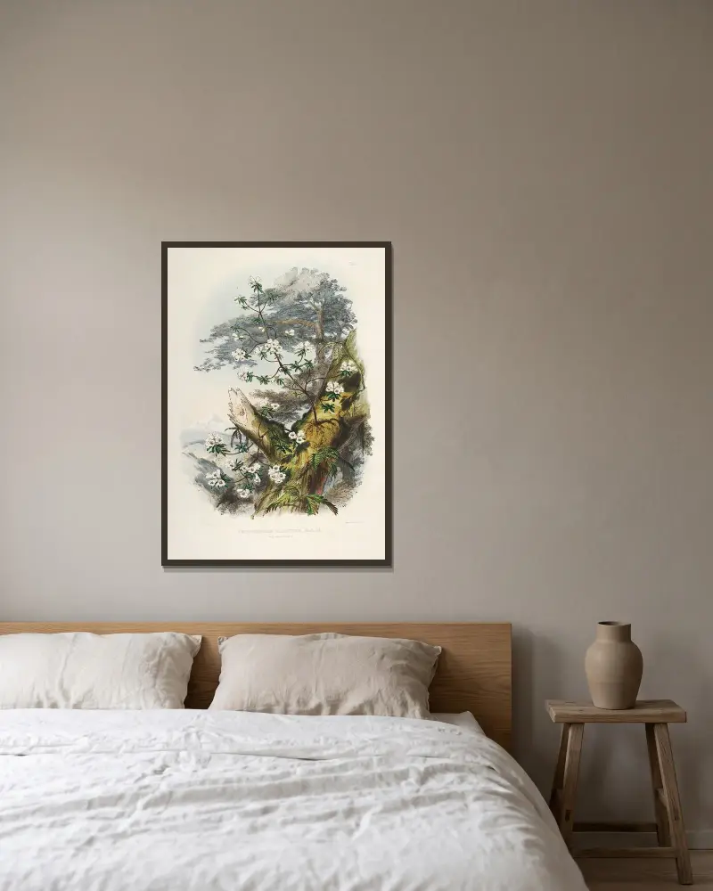 The Rhododendrons of Sikkim-Himalaya Pl.01, Walter Hood Fitch v rámu na stěně