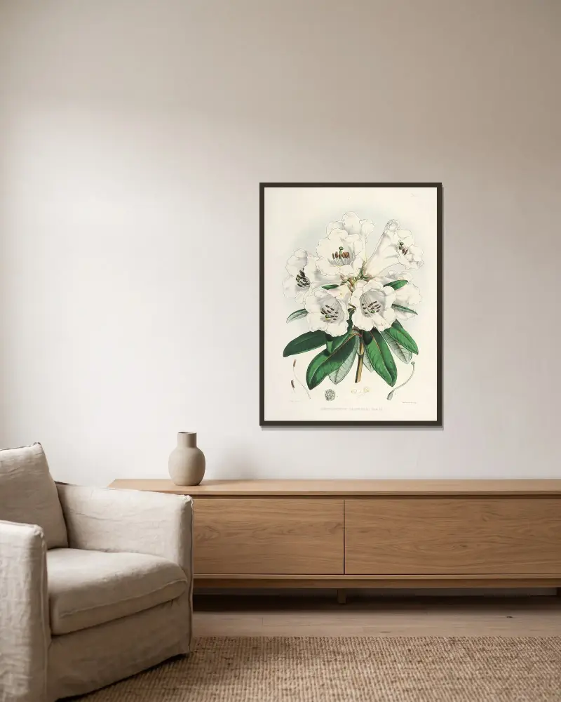 The Rhododendrons of Sikkim-Himalaya Pl.02, Walter Hood Fitch v rámu na stěně