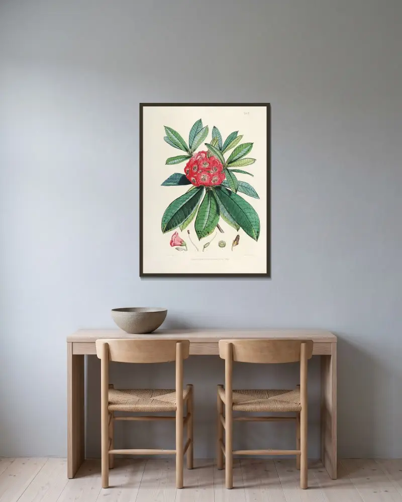 The Rhododendrons of Sikkim-Himalaya Pl.03, Walter Hood Fitch v rámu na stěně