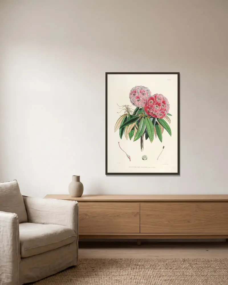 The Rhododendrons of Sikkim-Himalaya Pl.06, Walter Hood Fitch v rámu na stěně