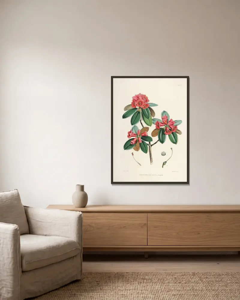 The Rhododendrons of Sikkim-Himalaya Pl.07, Walter Hood Fitch v rámu na stěně