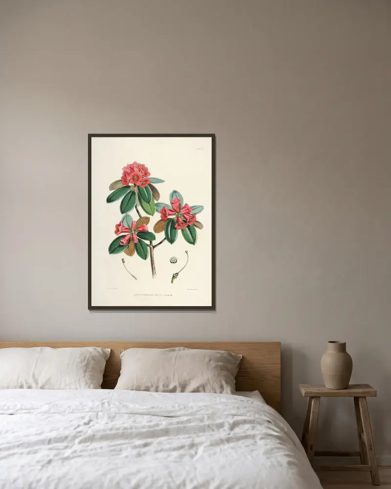 The Rhododendrons of Sikkim-Himalaya Pl.07, Walter Hood Fitch v rámu na stěně