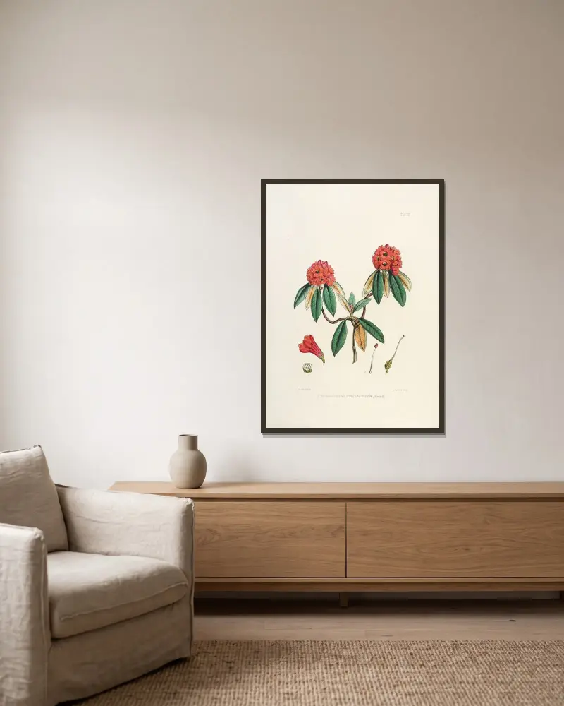 The Rhododendrons of Sikkim-Himalaya Pl.08, Walter Hood Fitch v rámu na stěně