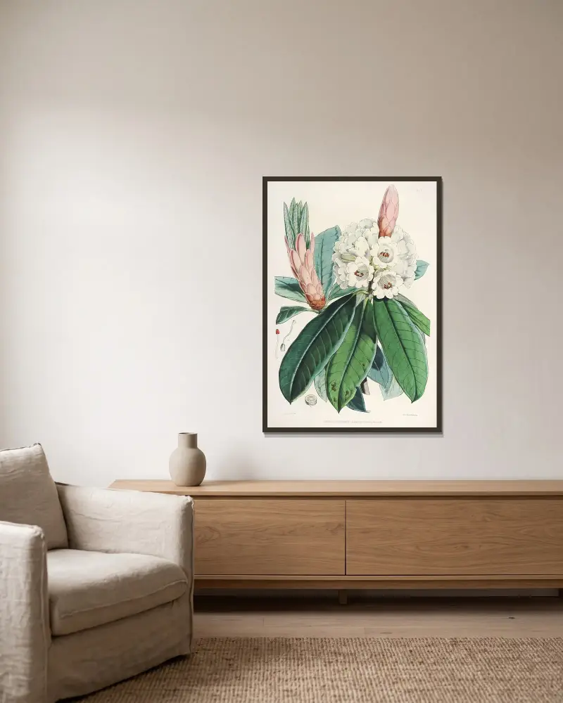 The Rhododendrons of Sikkim-Himalaya Pl.09, Walter Hood Fitch v rámu na stěně