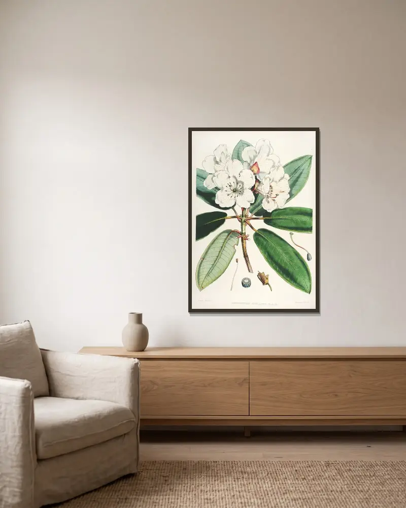 The Rhododendrons of Sikkim-Himalaya Pl.11, Walter Hood Fitch v rámu na stěně