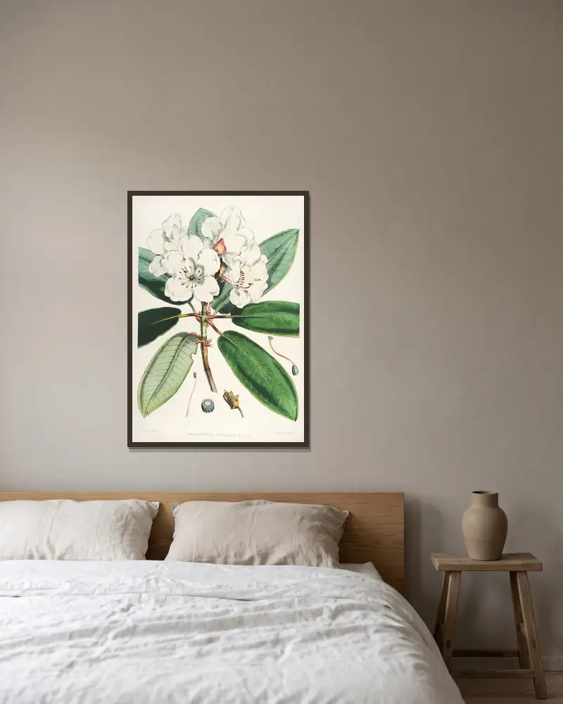 The Rhododendrons of Sikkim-Himalaya Pl.11, Walter Hood Fitch v rámu na stěně