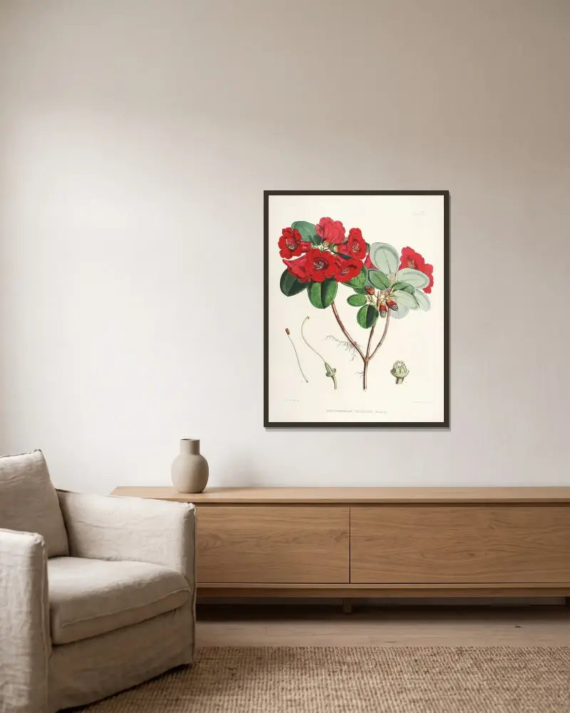 The Rhododendrons of Sikkim-Himalaya Pl.12, Walter Hood Fitch v rámu na stěně