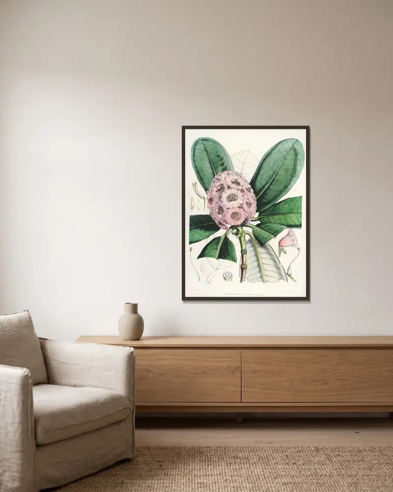 The Rhododendrons of Sikkim-Himalaya Pl.15, Walter Hood Fitch v rámu na stěně