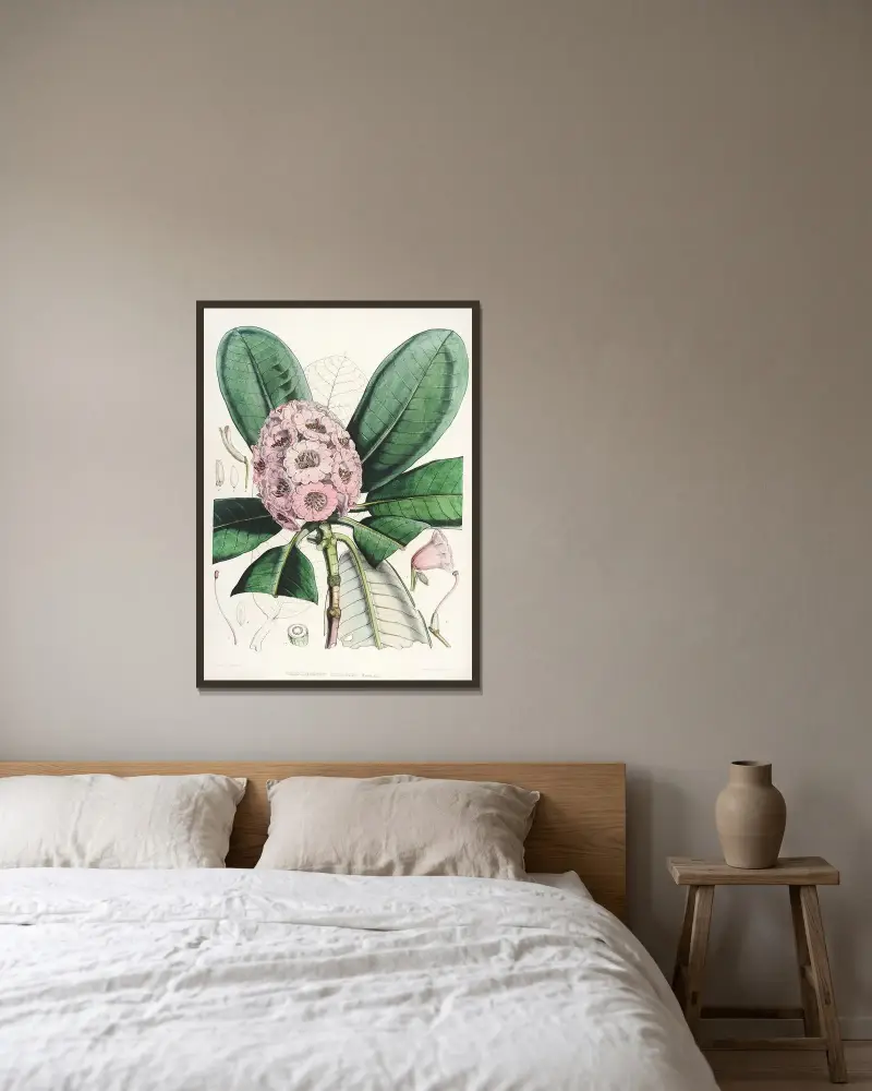 The Rhododendrons of Sikkim-Himalaya Pl.15, Walter Hood Fitch v rámu na stěně