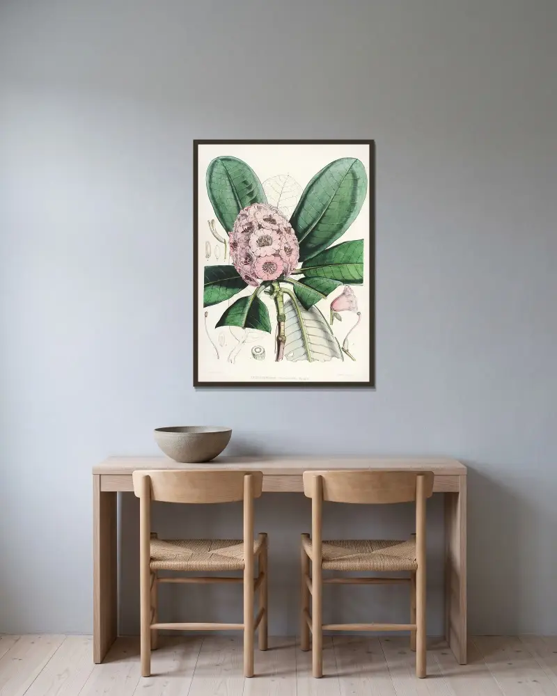 The Rhododendrons of Sikkim-Himalaya Pl.15, Walter Hood Fitch v rámu na stěně