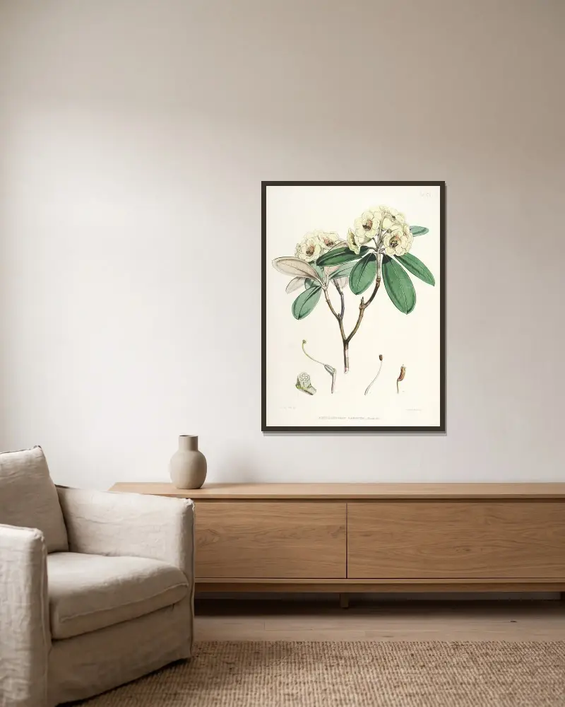 The Rhododendrons of Sikkim-Himalaya Pl.16, Walter Hood Fitch v rámu na stěně
