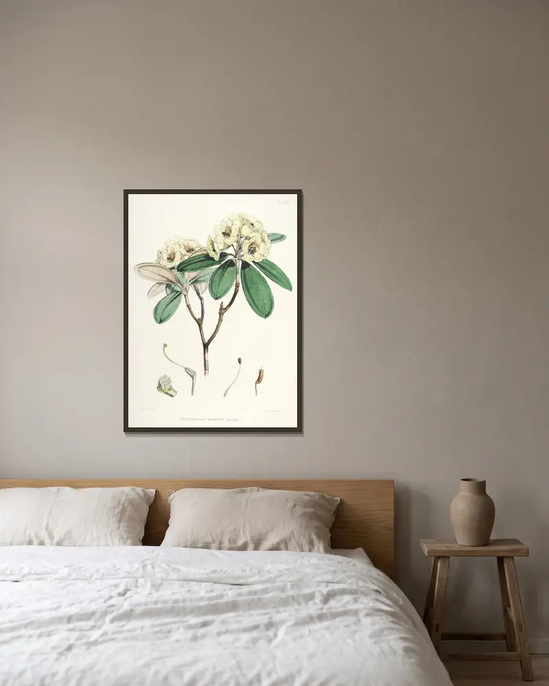 The Rhododendrons of Sikkim-Himalaya Pl.16, Walter Hood Fitch v rámu na stěně