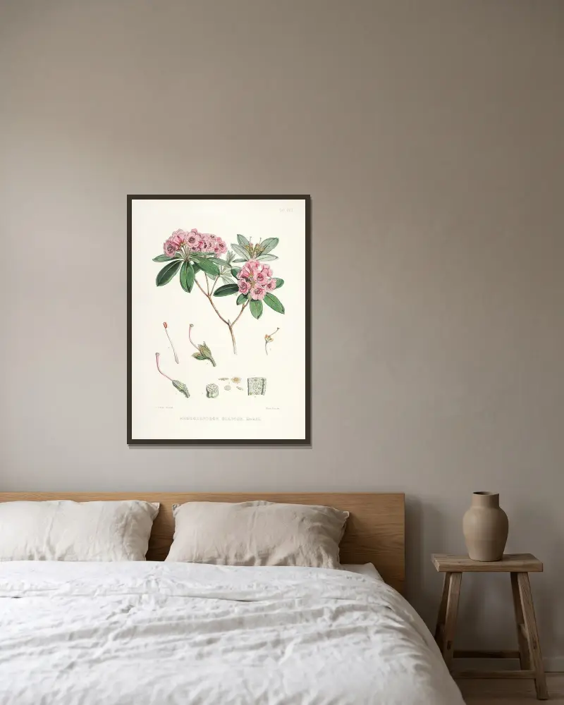The Rhododendrons of Sikkim-Himalaya Pl.17, Walter Hood Fitch v rámu na stěně