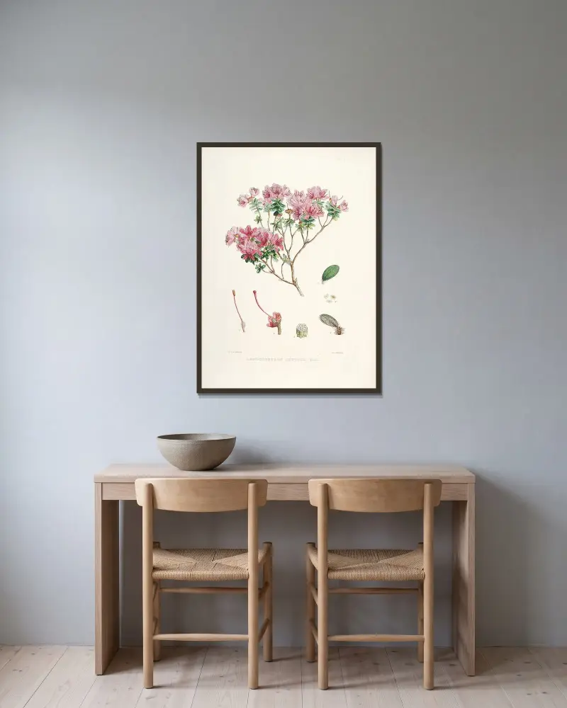 The Rhododendrons of Sikkim-Himalaya Pl.20, Walter Hood Fitch v rámu na stěně