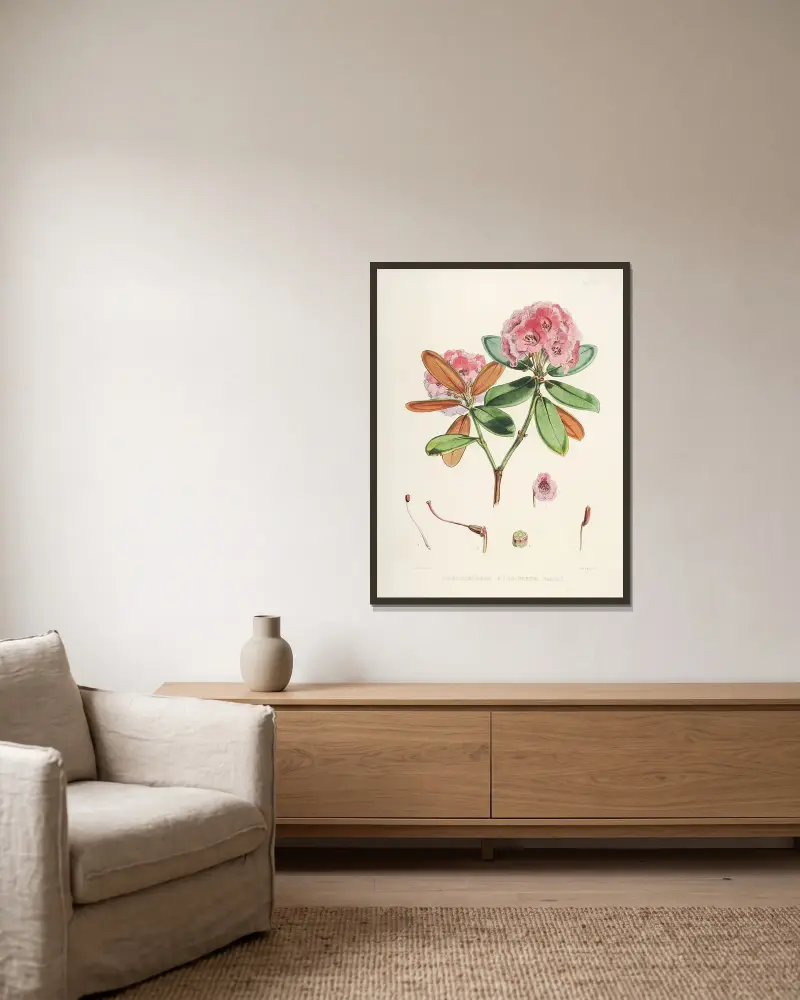 The Rhododendrons of Sikkim-Himalaya Pl.22, Walter Hood Fitch v rámu na stěně