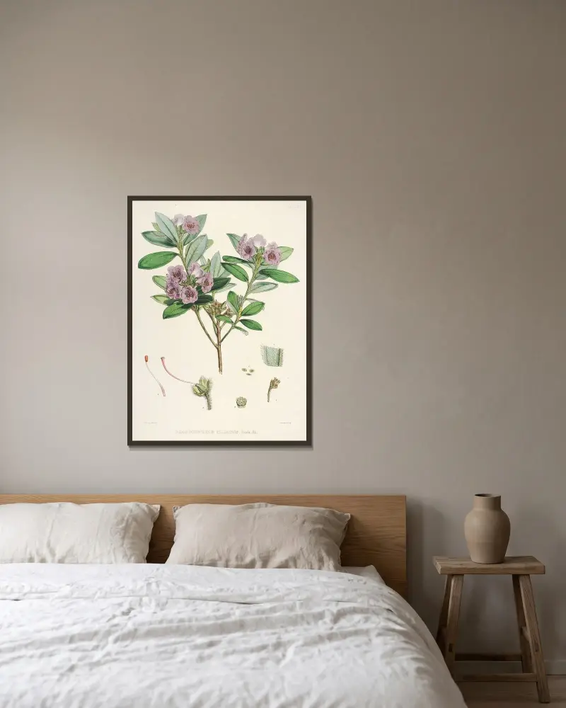 The Rhododendrons of Sikkim-Himalaya Pl.24, Walter Hood Fitch v rámu na stěně