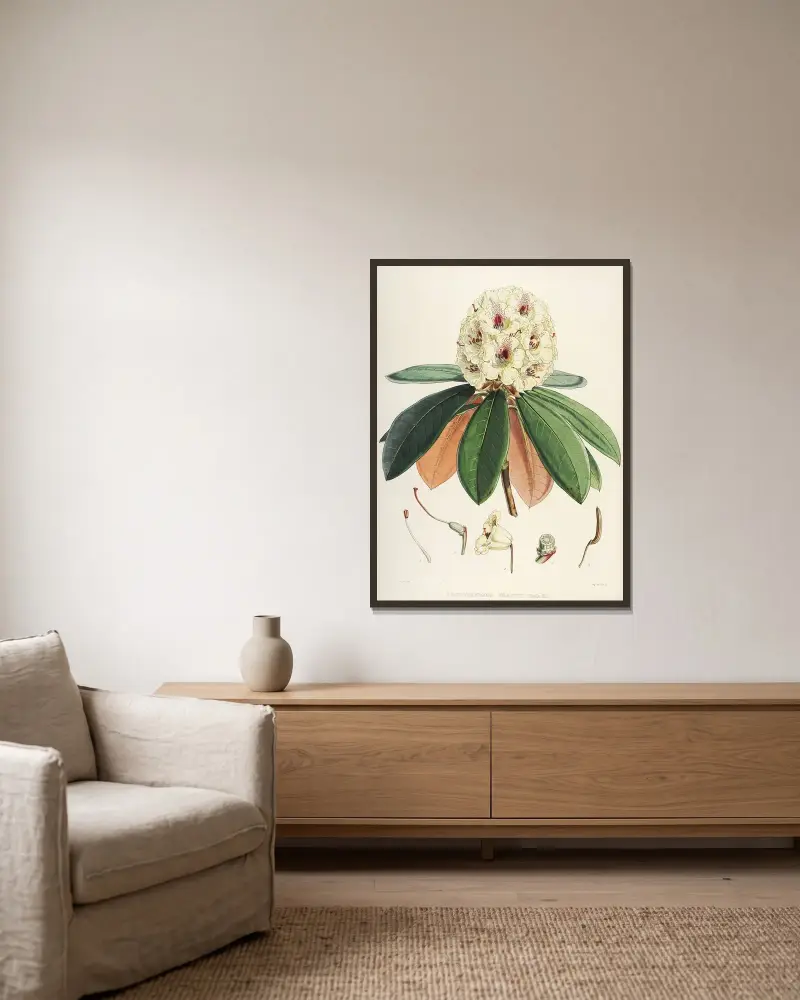 The Rhododendrons of Sikkim-Himalaya Pl.27, Walter Hood Fitch v rámu na stěně