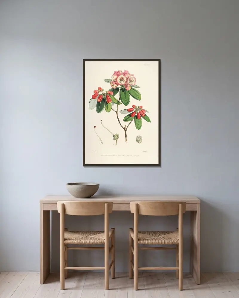 The Rhododendrons of Sikkim-Himalaya Pl.29, Walter Hood Fitch v rámu na stěně