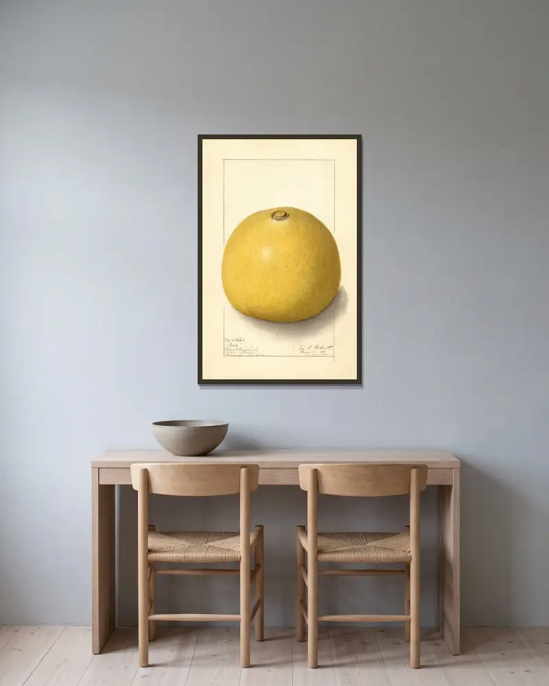 Aegle marmelos av Ellen Isham Schutt inramad på en vägg