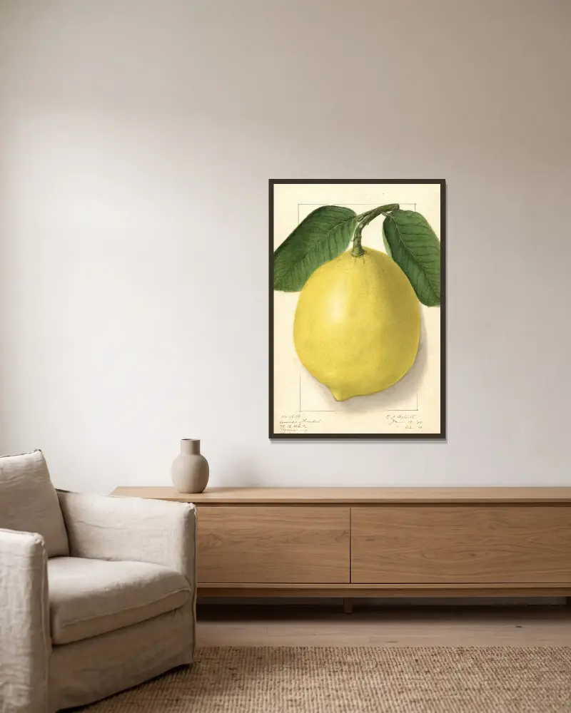 Citrus limon: American Wonder av Ellen Isham Schutt inramad på en vägg