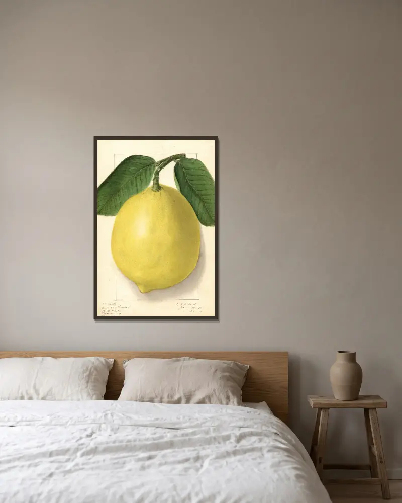 Citrus limon: American Wonder av Ellen Isham Schutt inramad på en vägg