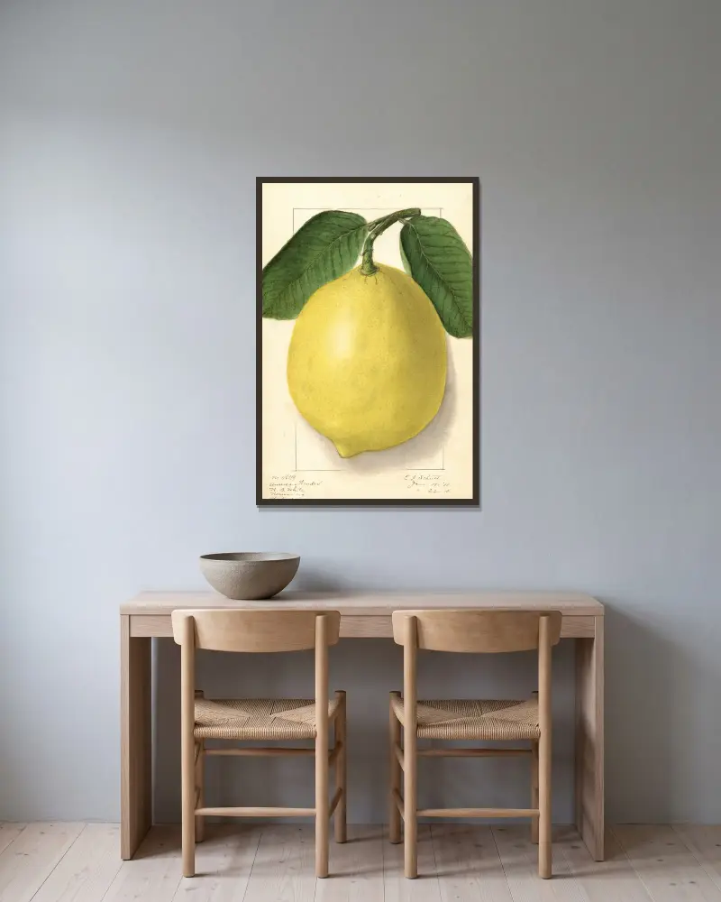 Citrus limon: American Wonder av Ellen Isham Schutt inramad på en vägg