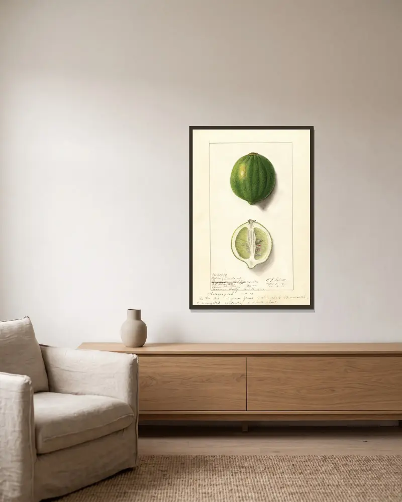 Citrus limon: Eureka, 1912 – Nr. 1, Ellen Isham Schutt v rámu na stěně