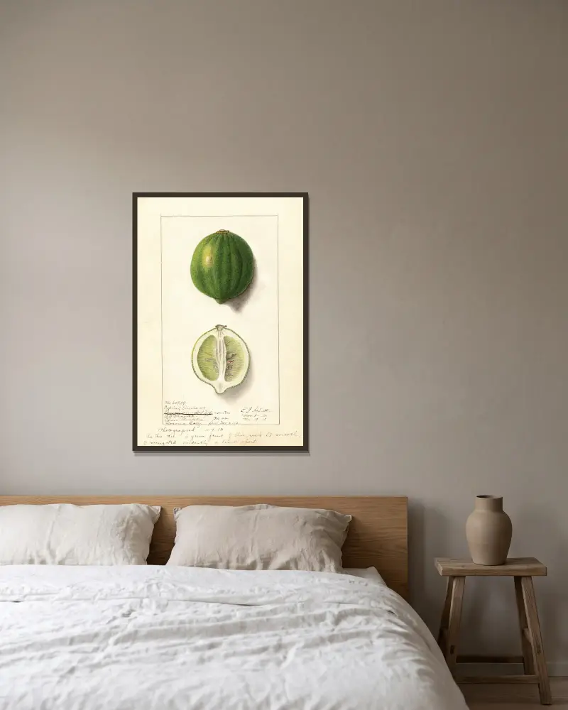 Citrus limon: Eureka, 1912 – Nr. 1, Ellen Isham Schutt v rámu na stěně