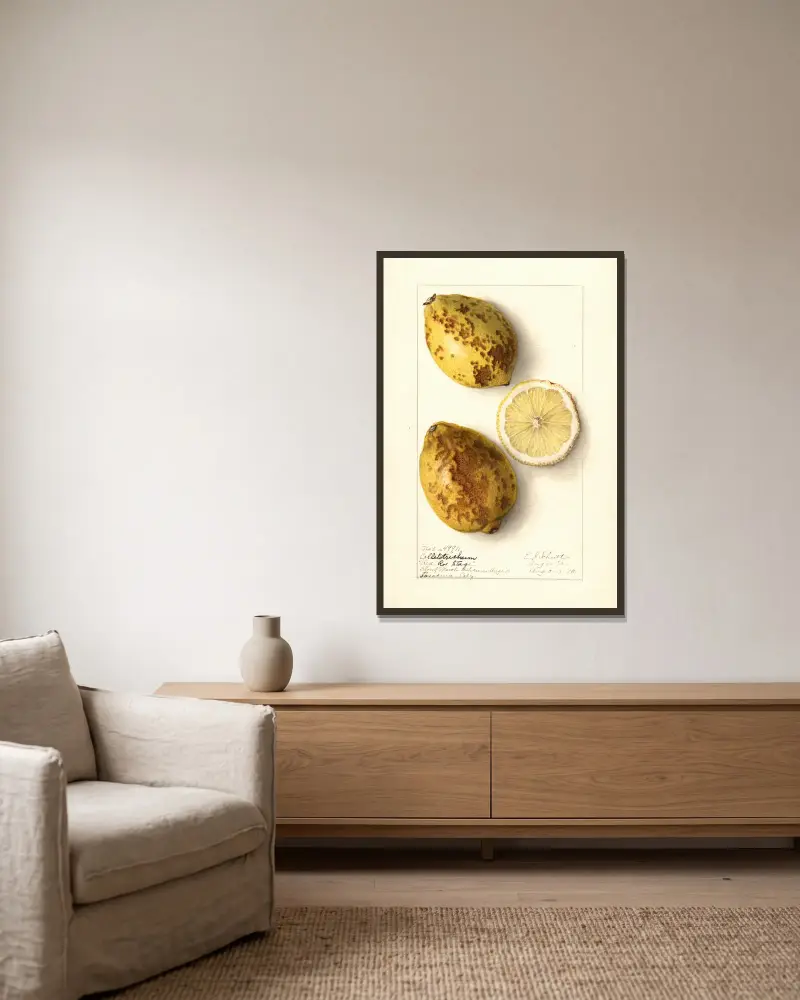 Citrus limon, 1910 von Ellen Isham Schutt gerahmt an einer Wand