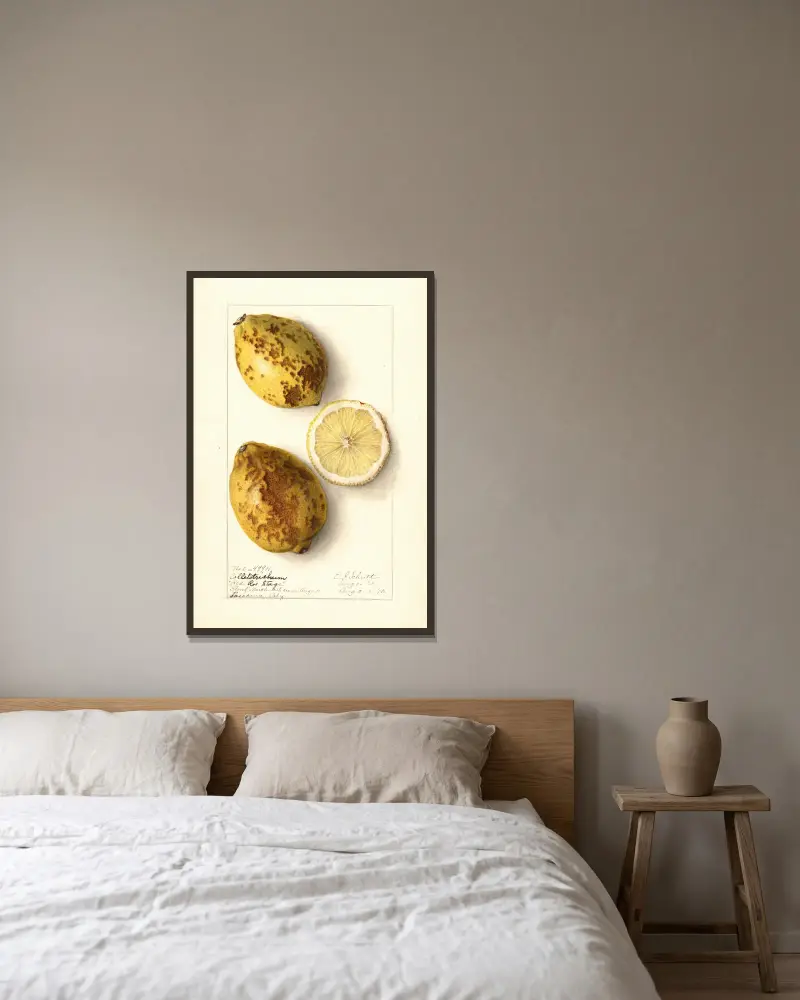 Citrus limon, 1910 von Ellen Isham Schutt gerahmt an einer Wand